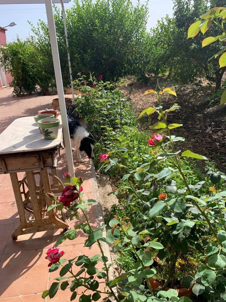 Undeveloped Land for sale in Albatera - € 195,000 (Ref: 9614019)