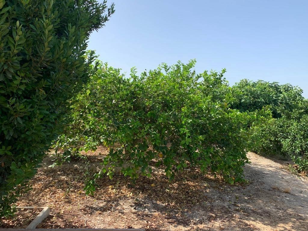 Undeveloped Land for sale in Albatera - € 195,000 (Ref: 9614019)