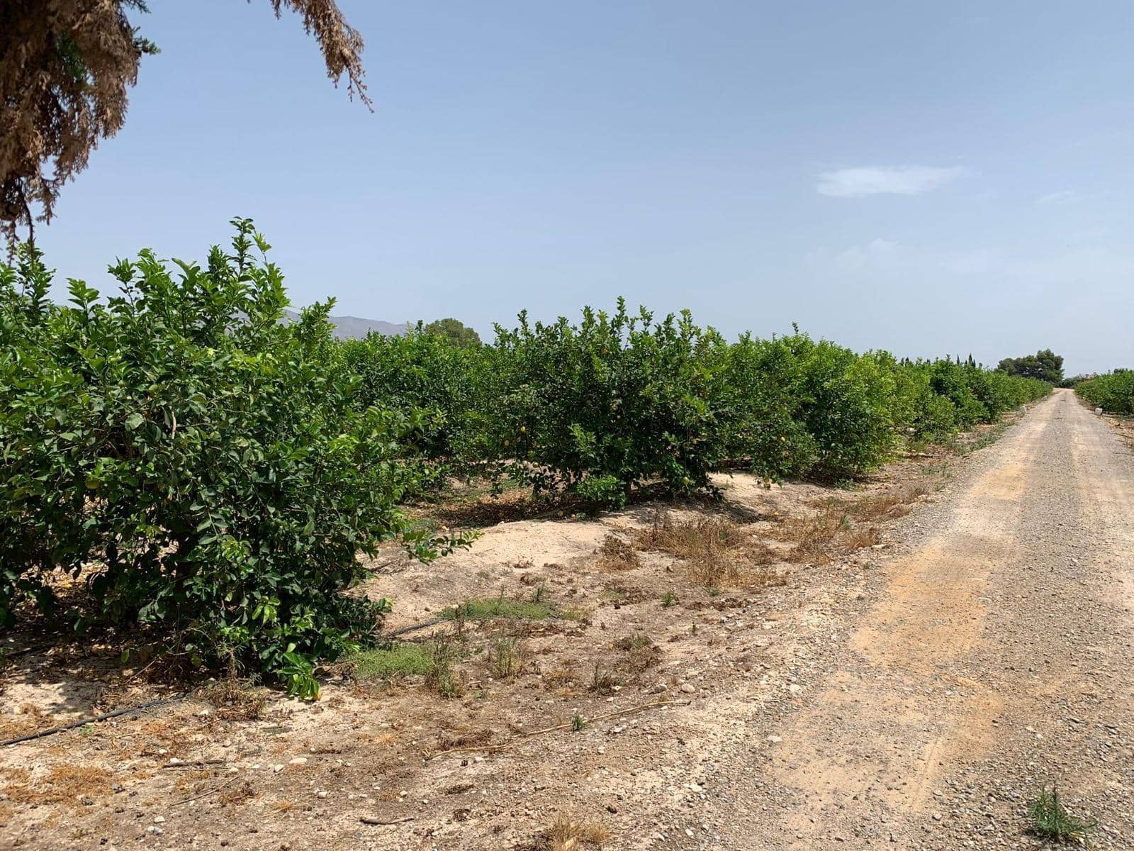 Undeveloped Land for sale in Albatera - € 195,000 (Ref: 9614019)