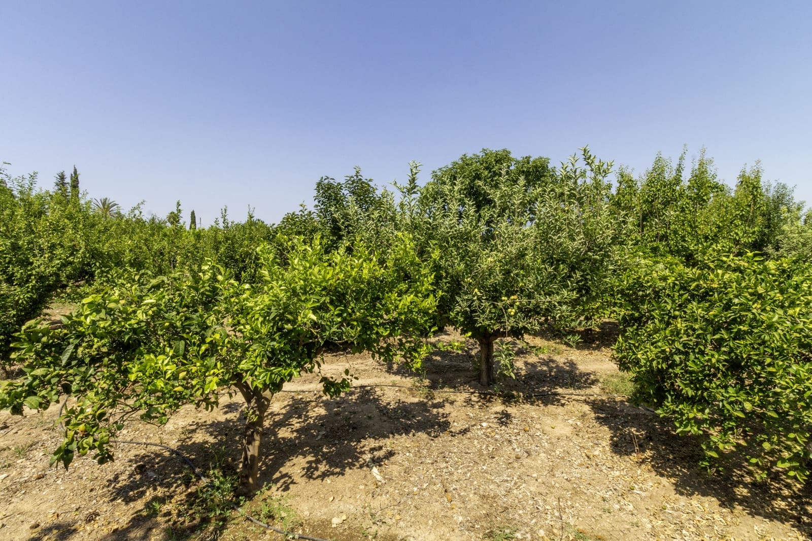 Finca/Casa Rural de 5 habitaciones en Santomera en venta con piscina - 325.000 € (Ref: 9432298)