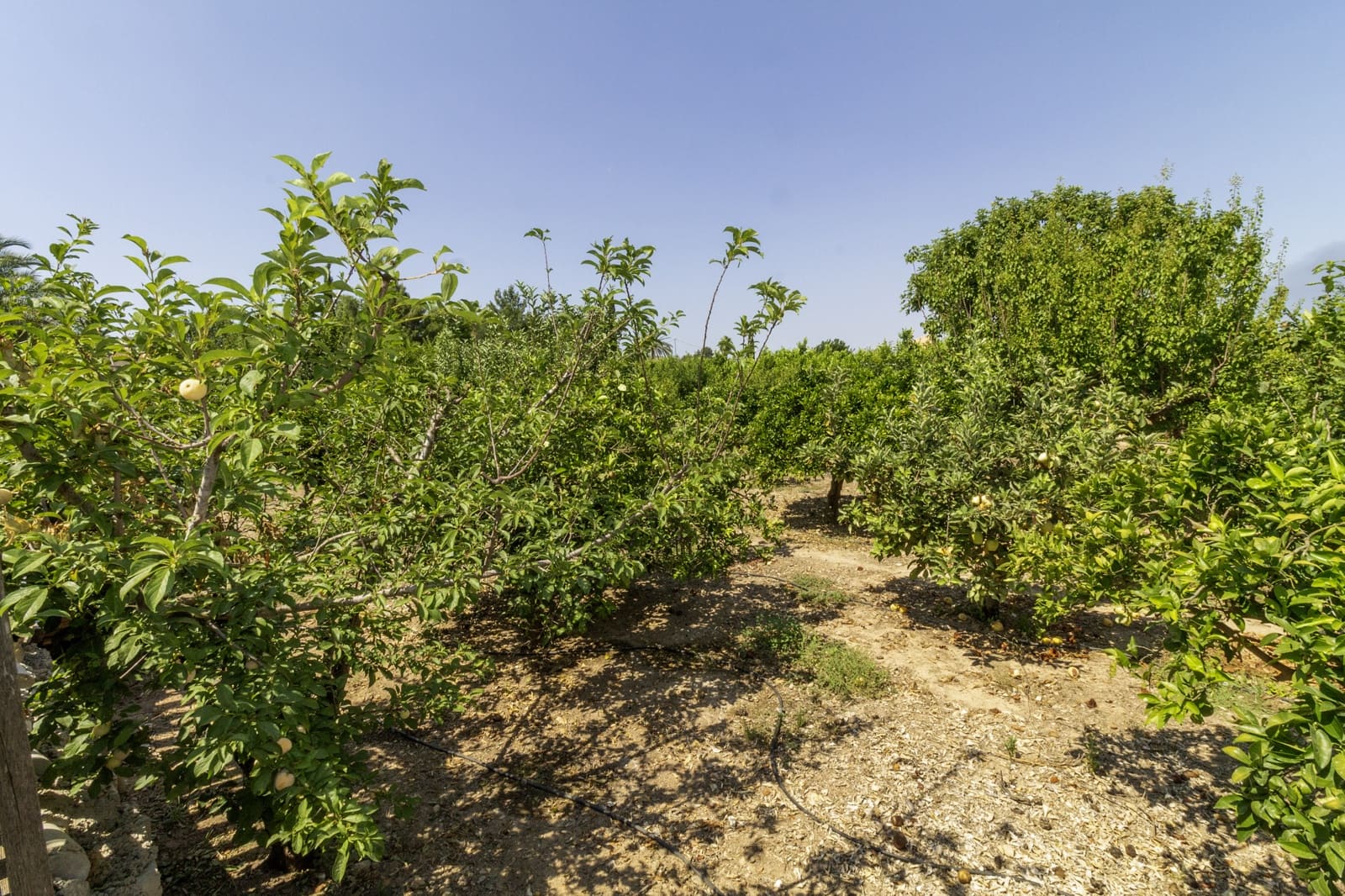 Finca/Casa Rural de 5 habitaciones en Santomera en venta con piscina - 325.000 € (Ref: 9432298)