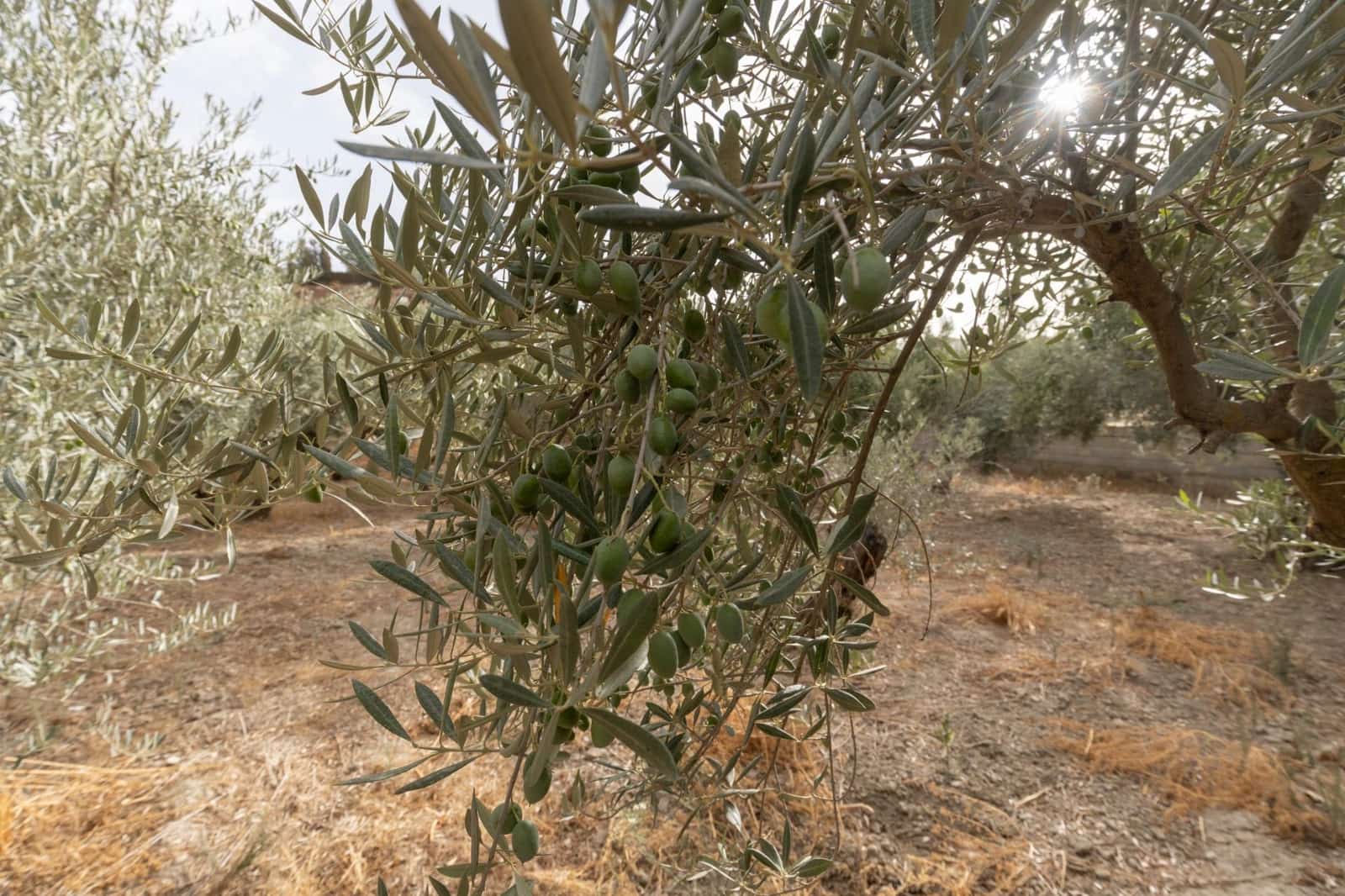 1 sypialnia Finka/Dom wiejski na sprzedaż w Alhendin z basenem garażem - 129 900 € (Ref: 9326562)