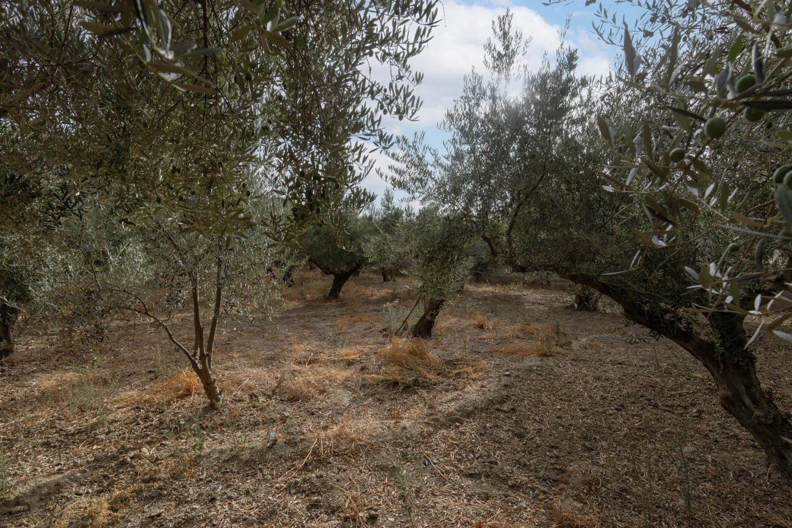 1 sypialnia Finka/Dom wiejski na sprzedaż w Alhendin z basenem garażem - 129 900 € (Ref: 9326562)