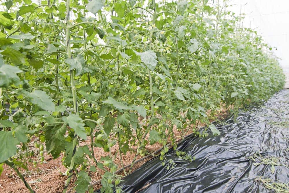 3 makuuhuone Maalaistalo myytävänä paikassa Motril - 1 100 000 € (Ref: 9419892)