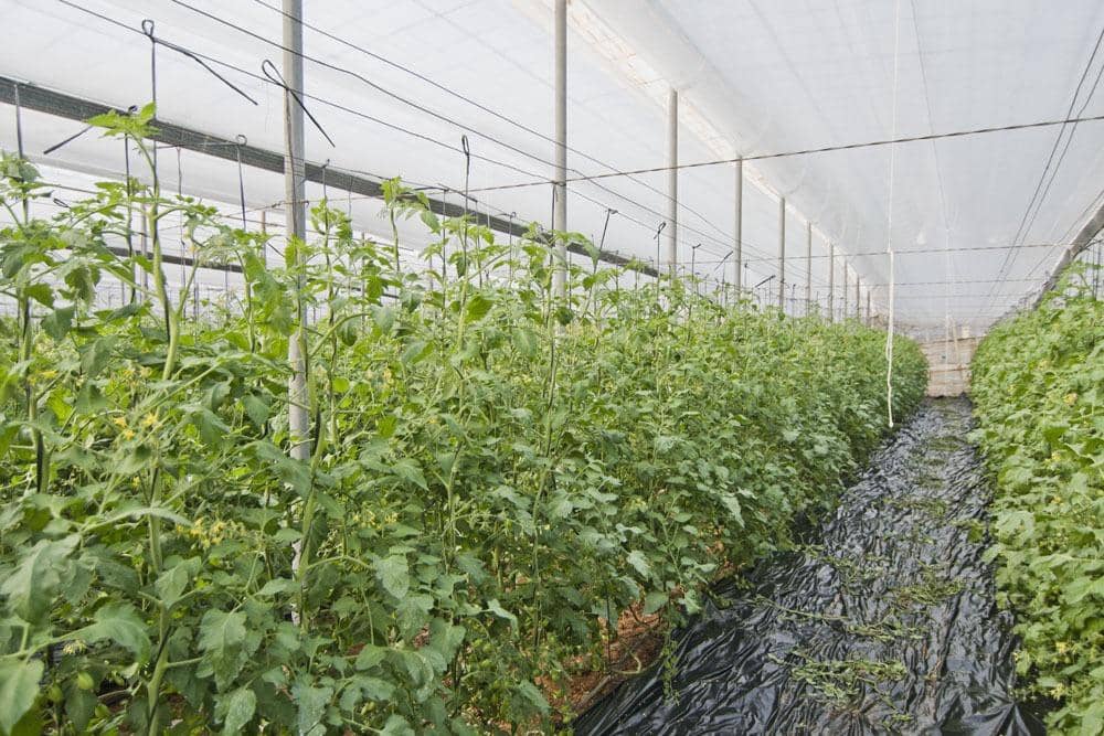 3 makuuhuone Maalaistalo myytävänä paikassa Motril - 1 100 000 € (Ref: 9419892)