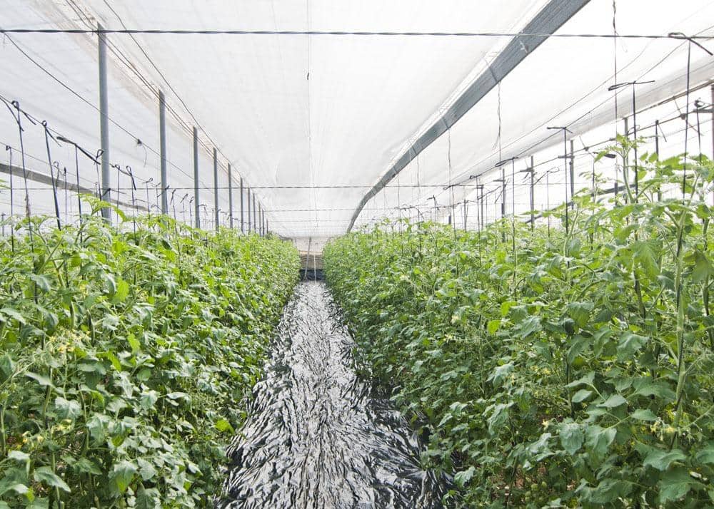 3 makuuhuone Maalaistalo myytävänä paikassa Motril - 1 100 000 € (Ref: 9419892)