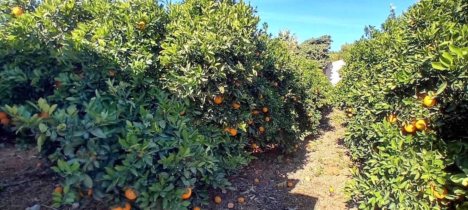 7 soverom Finca/Herregård til salgs i La Xara med svømmebasseng garasje - € 560 000 (Ref: 8053311)