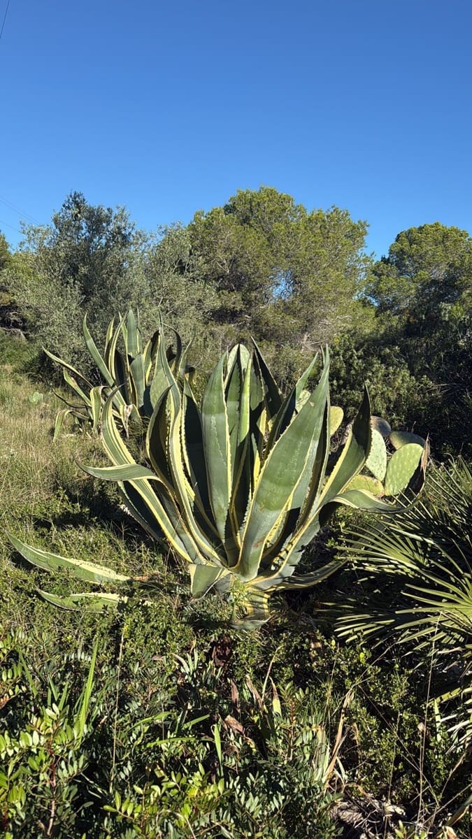 Rakentamaton maa myytävänä paikassa L'Ametlla de Mar - 35 000 € (Ref: 9376696)