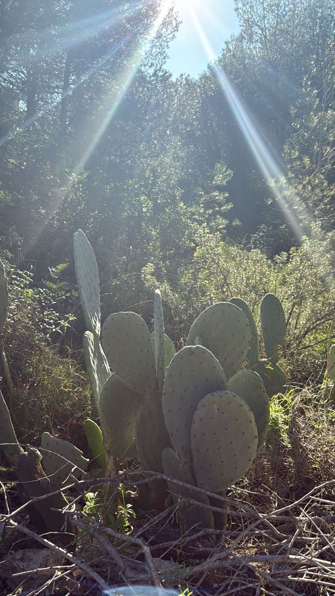 Rakentamaton maa myytävänä paikassa L'Ametlla de Mar - 35 000 € (Ref: 9376696)