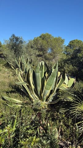 Rakentamaton maa myytävänä paikassa L'Ametlla de Mar - 35 000 € (Ref: 9376696)