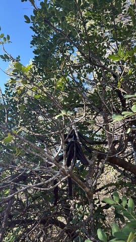 Rakentamaton maa myytävänä paikassa L'Ametlla de Mar - 35 000 € (Ref: 9376696)