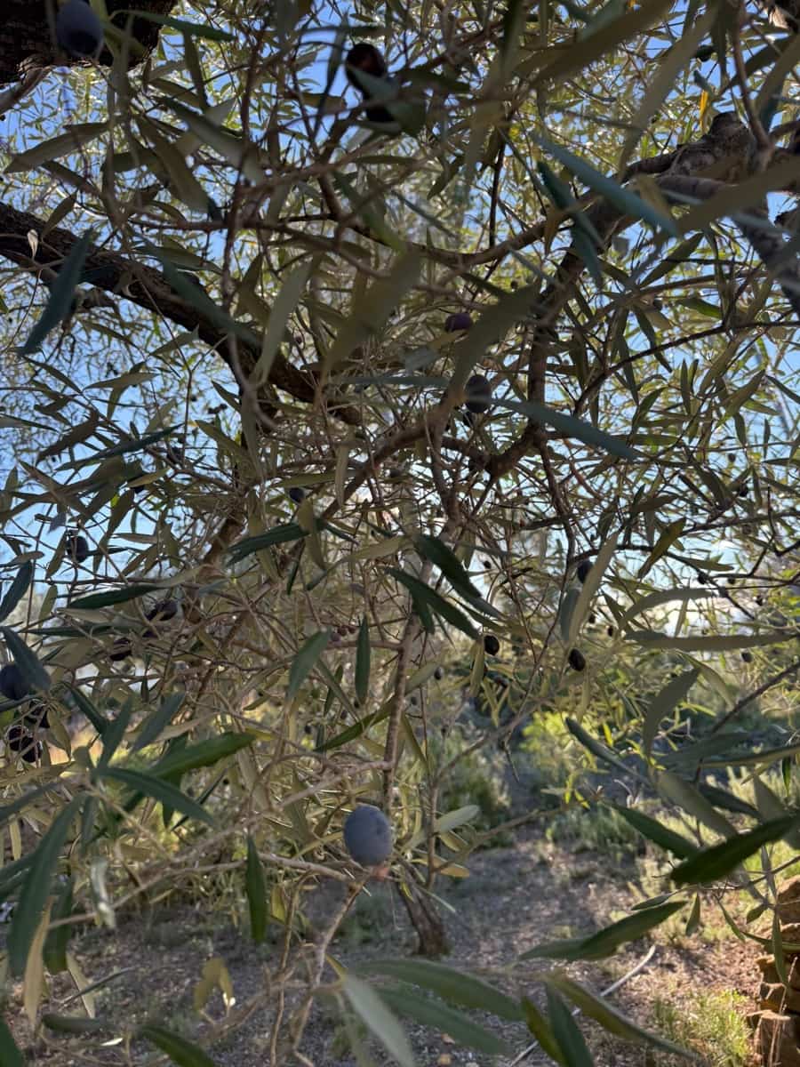 Rakentamaton maa myytävänä paikassa L'Ametlla de Mar - 35 000 € (Ref: 9376696)