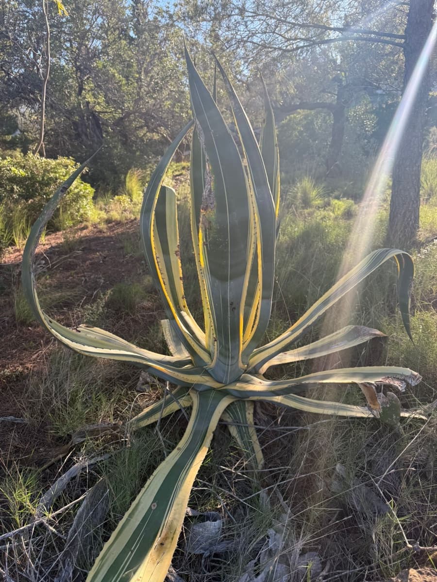 Rakentamaton maa myytävänä paikassa L'Ametlla de Mar - 35 000 € (Ref: 9376696)