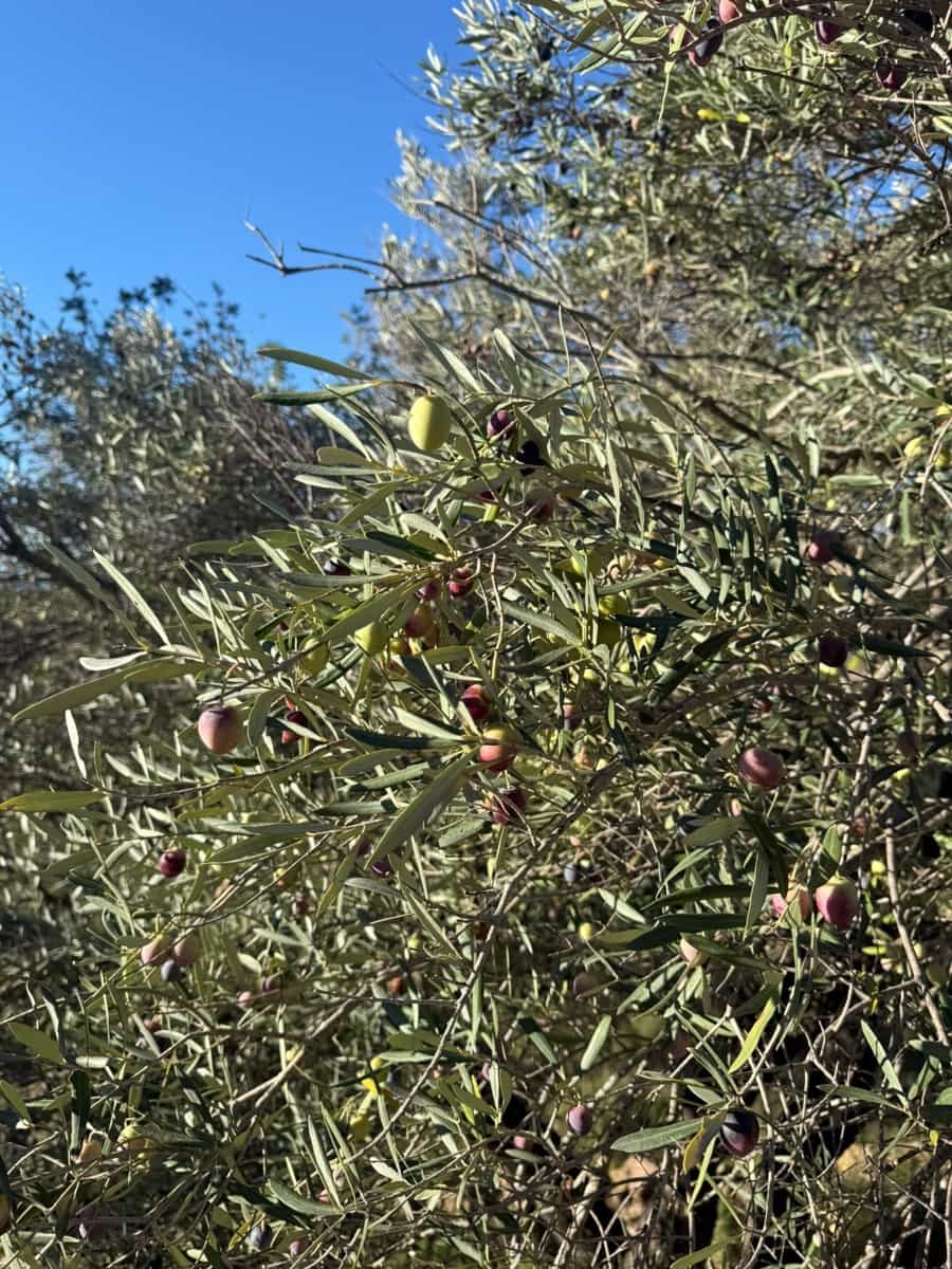 Rakentamaton maa myytävänä paikassa L'Ametlla de Mar - 35 000 € (Ref: 9376696)