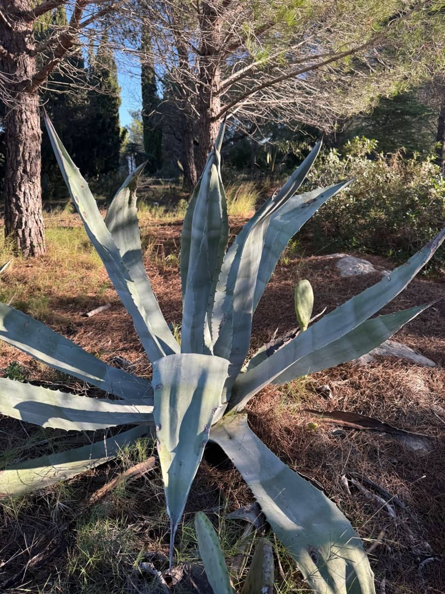 Rakentamaton maa myytävänä paikassa L'Ametlla de Mar - 35 000 € (Ref: 9376696)