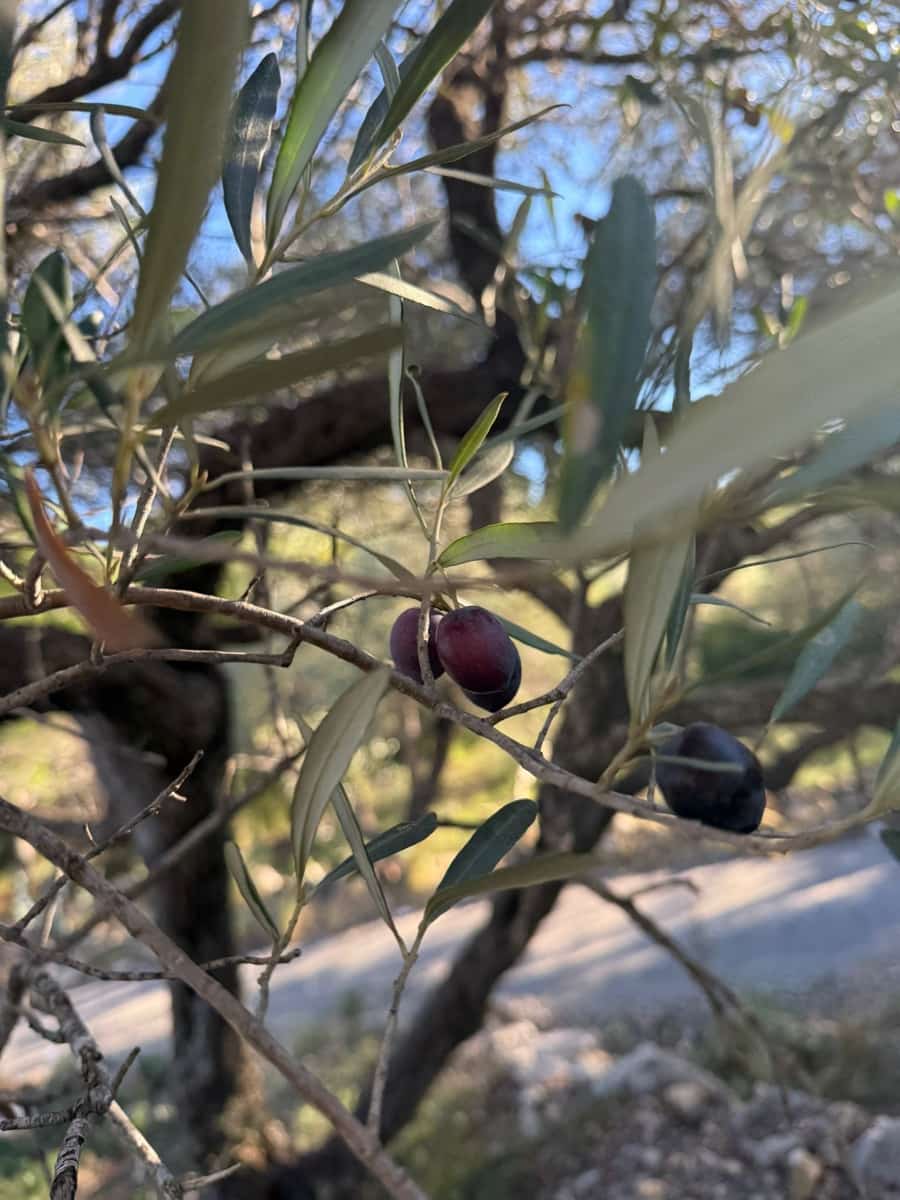 Rakentamaton maa myytävänä paikassa L'Ametlla de Mar - 35 000 € (Ref: 9376696)