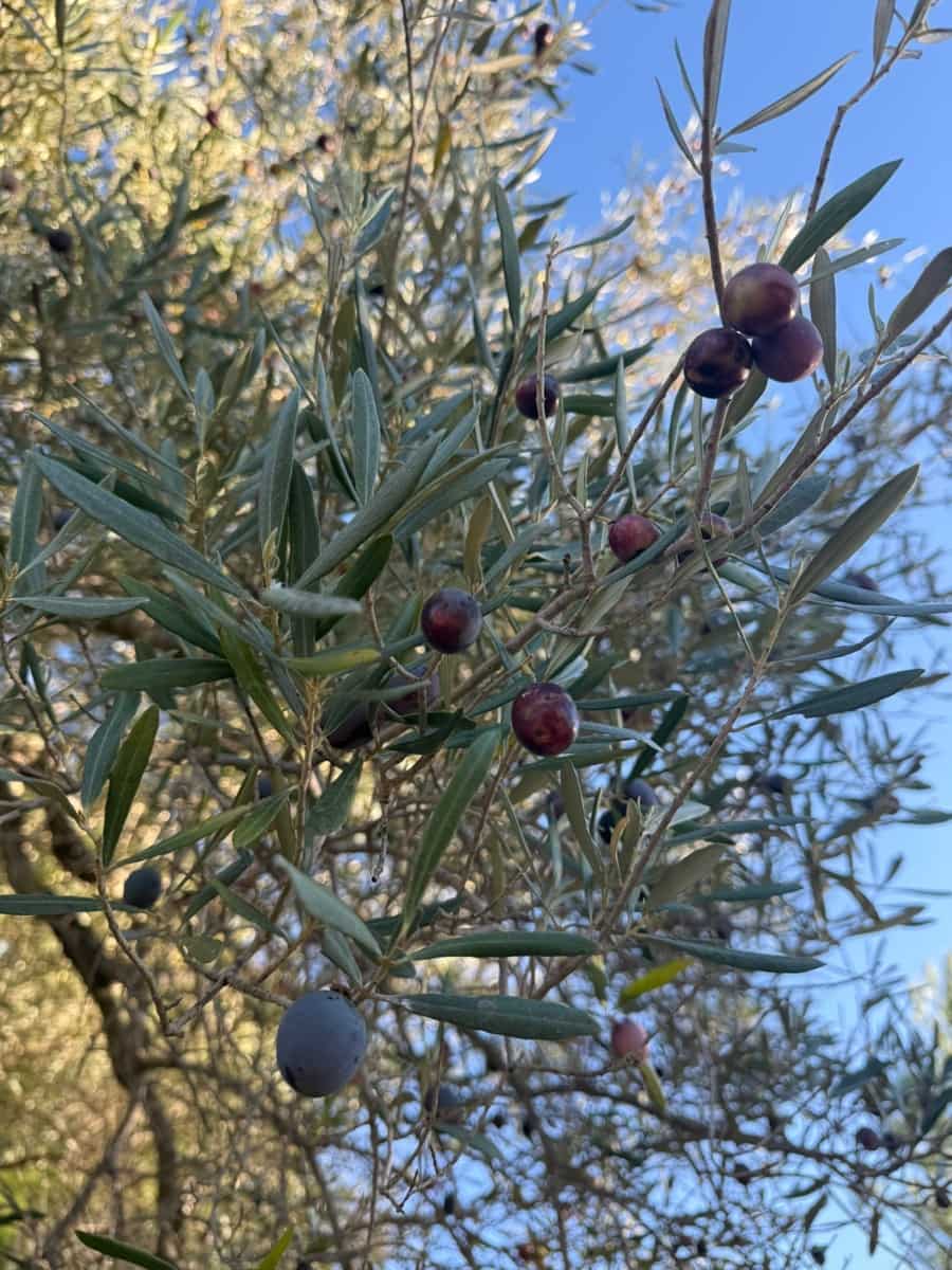 Rakentamaton maa myytävänä paikassa L'Ametlla de Mar - 35 000 € (Ref: 9376696)