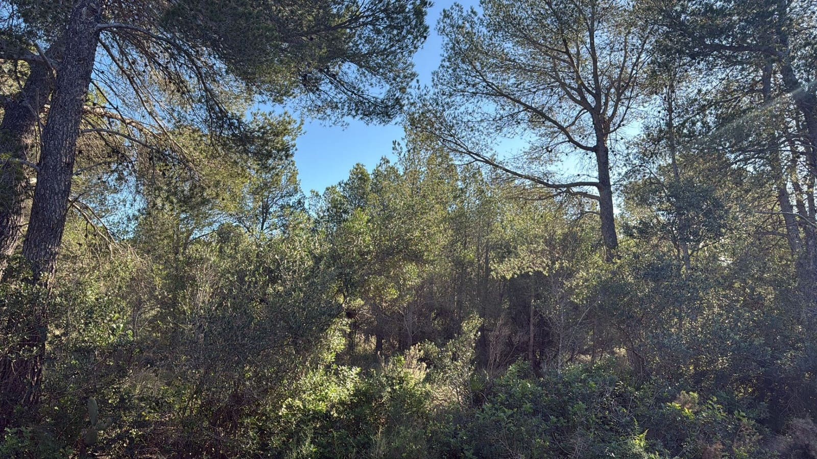 Rakentamaton maa myytävänä paikassa L'Ametlla de Mar - 35 000 € (Ref: 9376696)