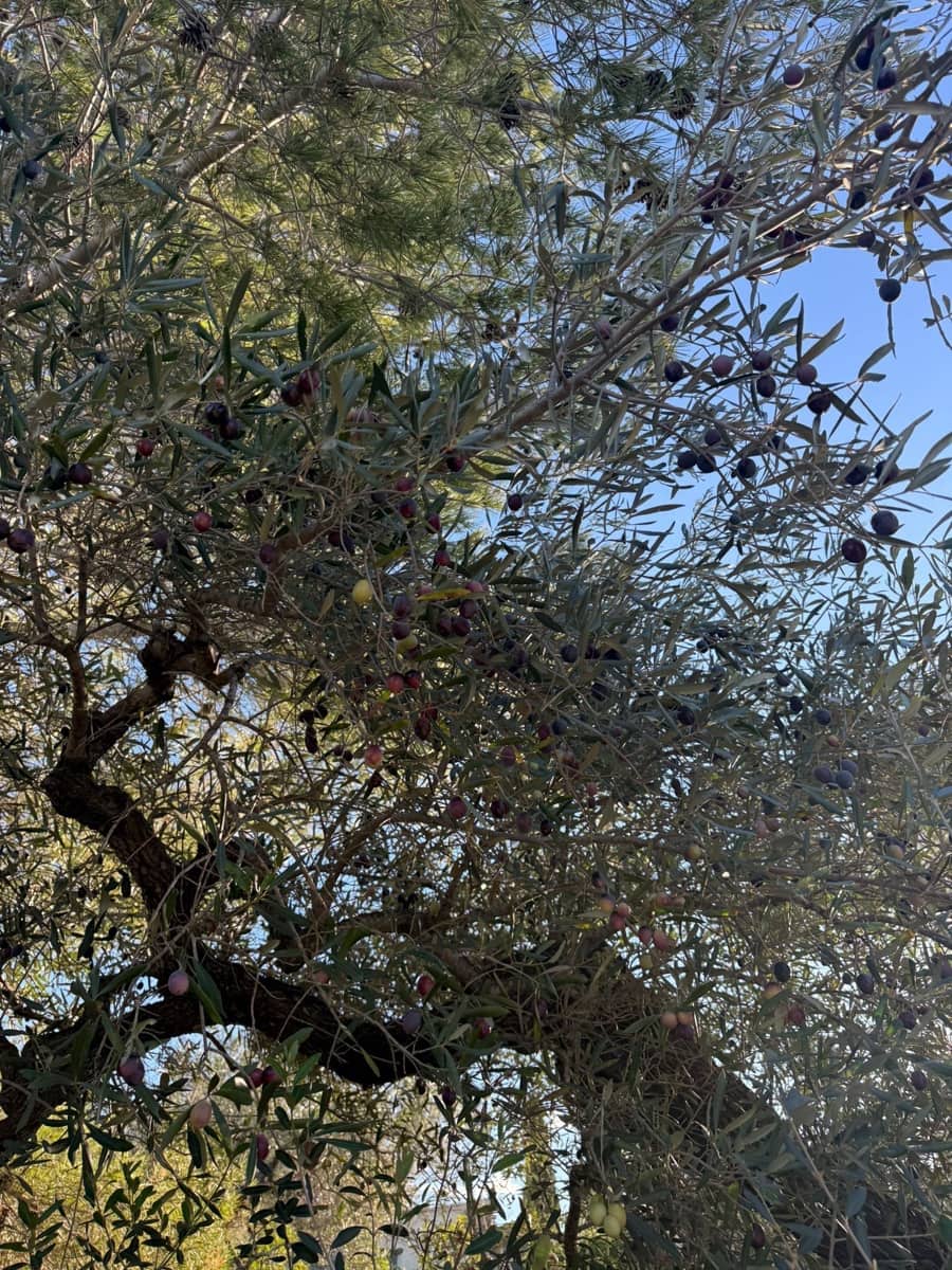 Rakentamaton maa myytävänä paikassa L'Ametlla de Mar - 35 000 € (Ref: 9376696)