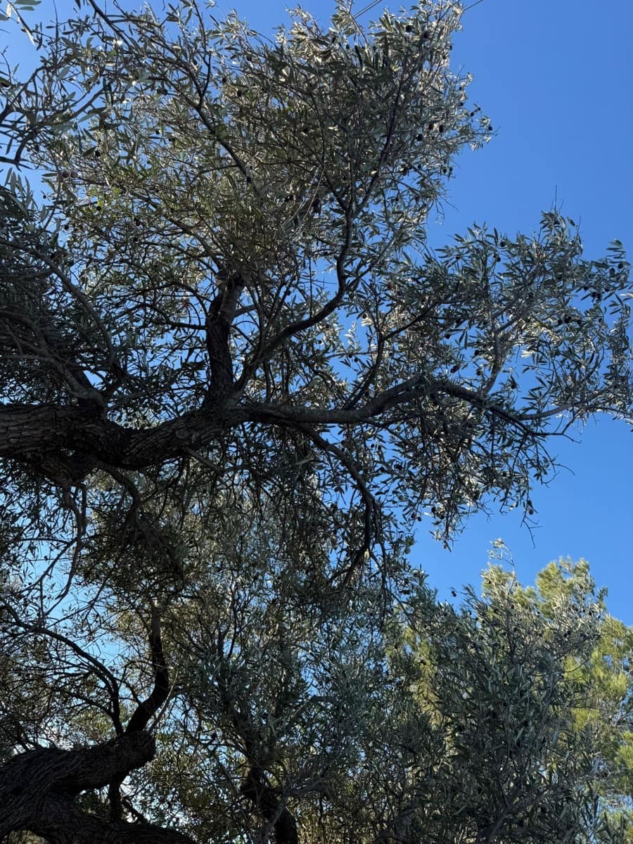 Rakentamaton maa myytävänä paikassa L'Ametlla de Mar - 35 000 € (Ref: 9376696)