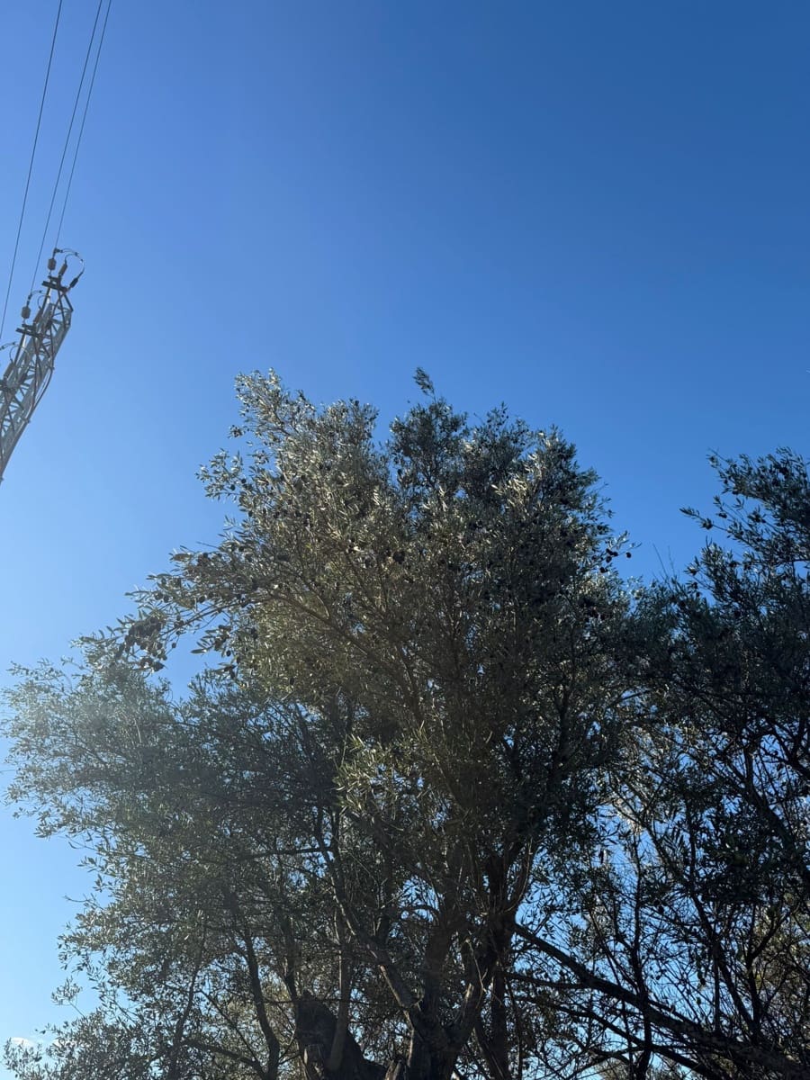 Rakentamaton maa myytävänä paikassa L'Ametlla de Mar - 35 000 € (Ref: 9376696)