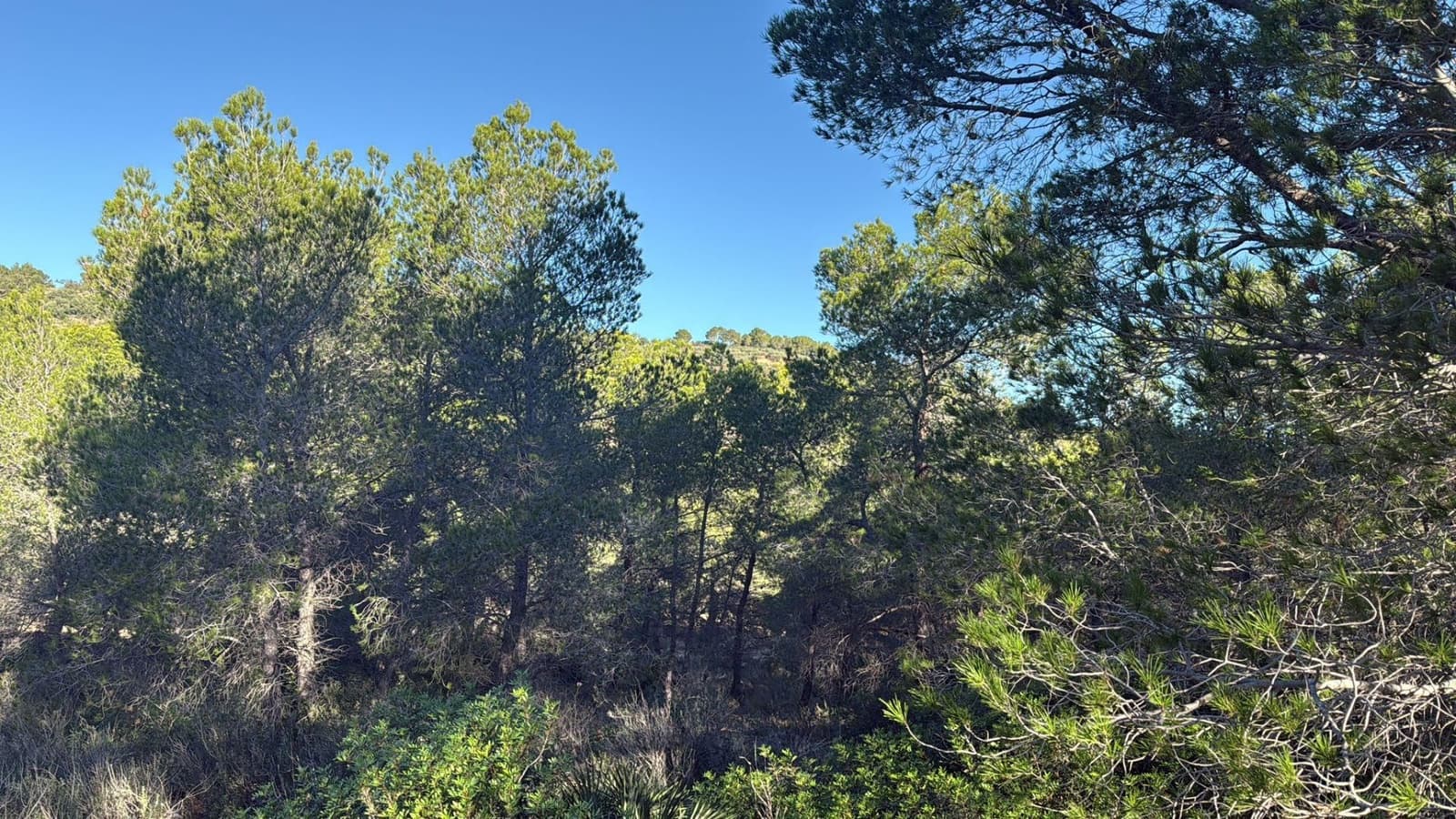 Rakentamaton maa myytävänä paikassa L'Ametlla de Mar - 35 000 € (Ref: 9376696)