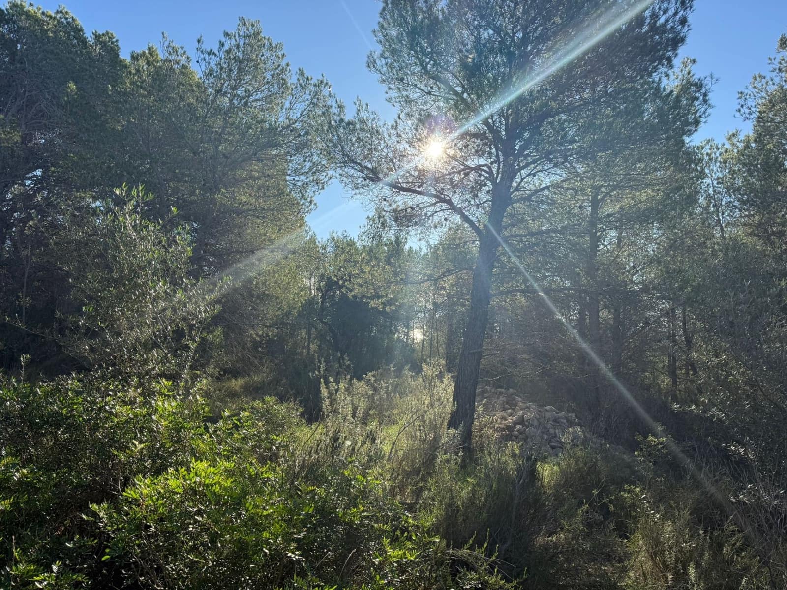 Rakentamaton maa myytävänä paikassa L'Ametlla de Mar - 35 000 € (Ref: 9376696)