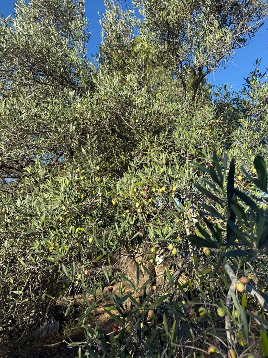 Rakentamaton maa myytävänä paikassa L'Ametlla de Mar - 35 000 € (Ref: 9376696)