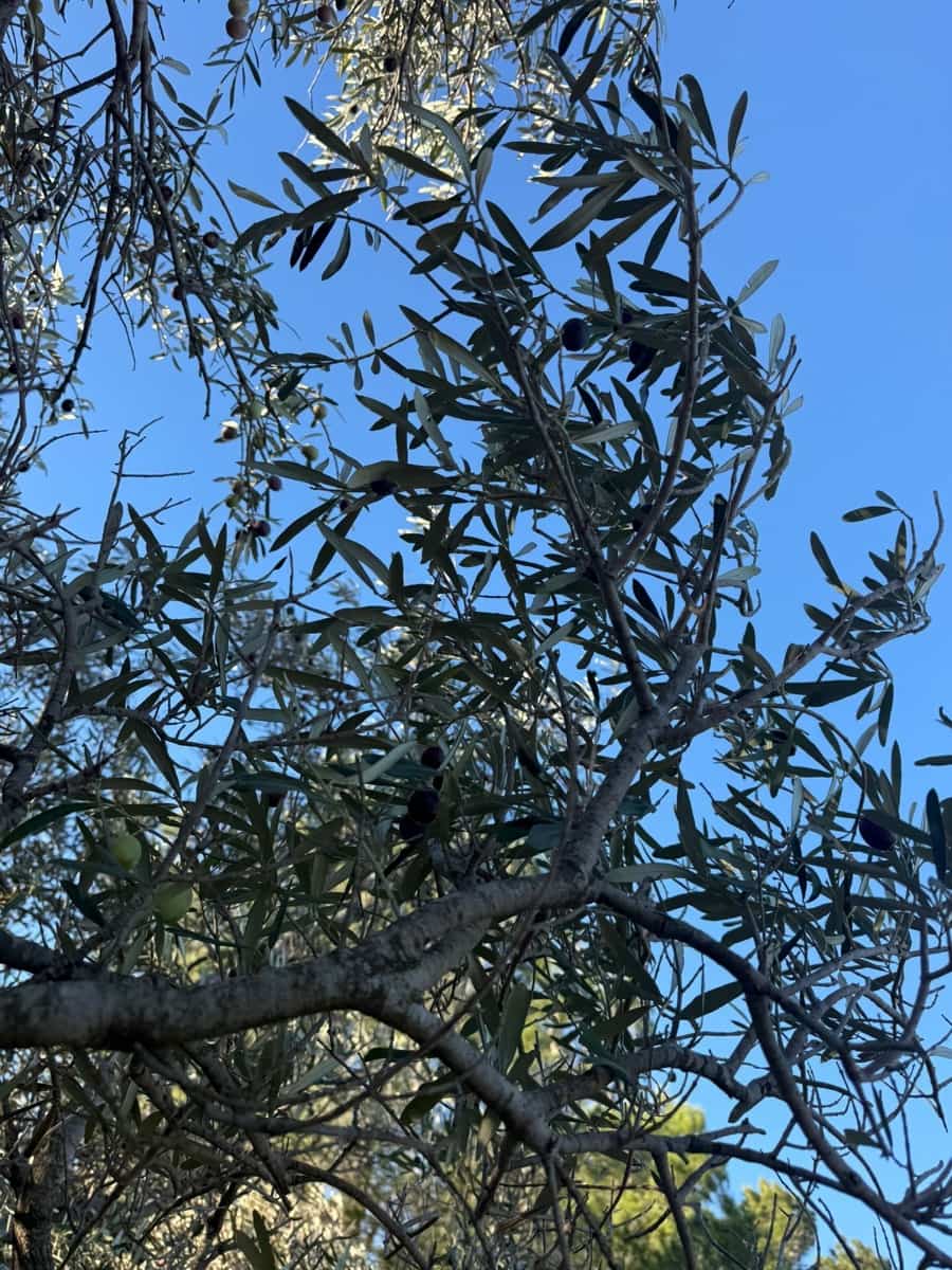 Rakentamaton maa myytävänä paikassa L'Ametlla de Mar - 35 000 € (Ref: 9376696)