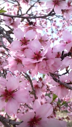 Finca/Landhuis te koop in Relleu - € 550.000 (Ref: 9451668)