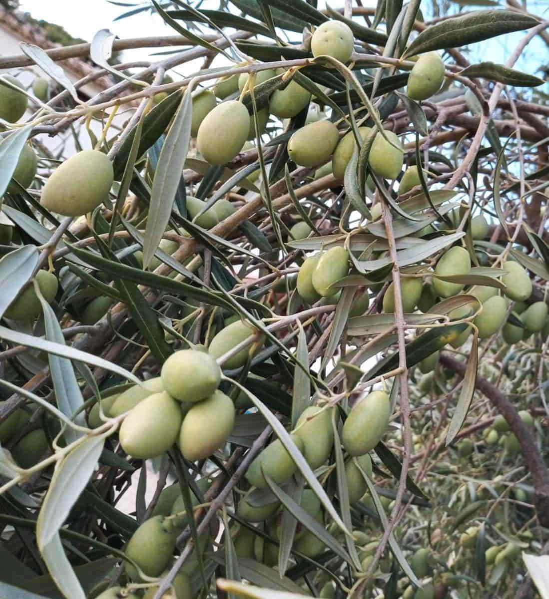 Finca/Landhuis te koop in Relleu - € 550.000 (Ref: 9451668)