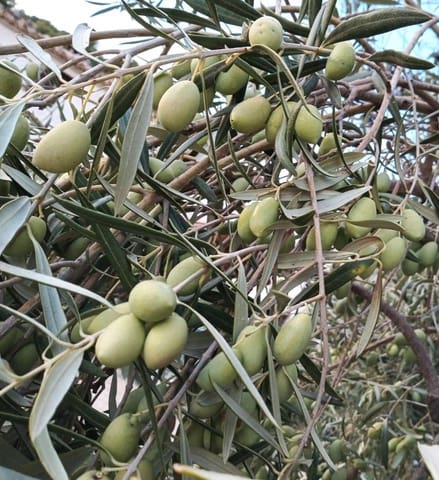 Finca/Landhuis te koop in Relleu - € 550.000 (Ref: 9451668)