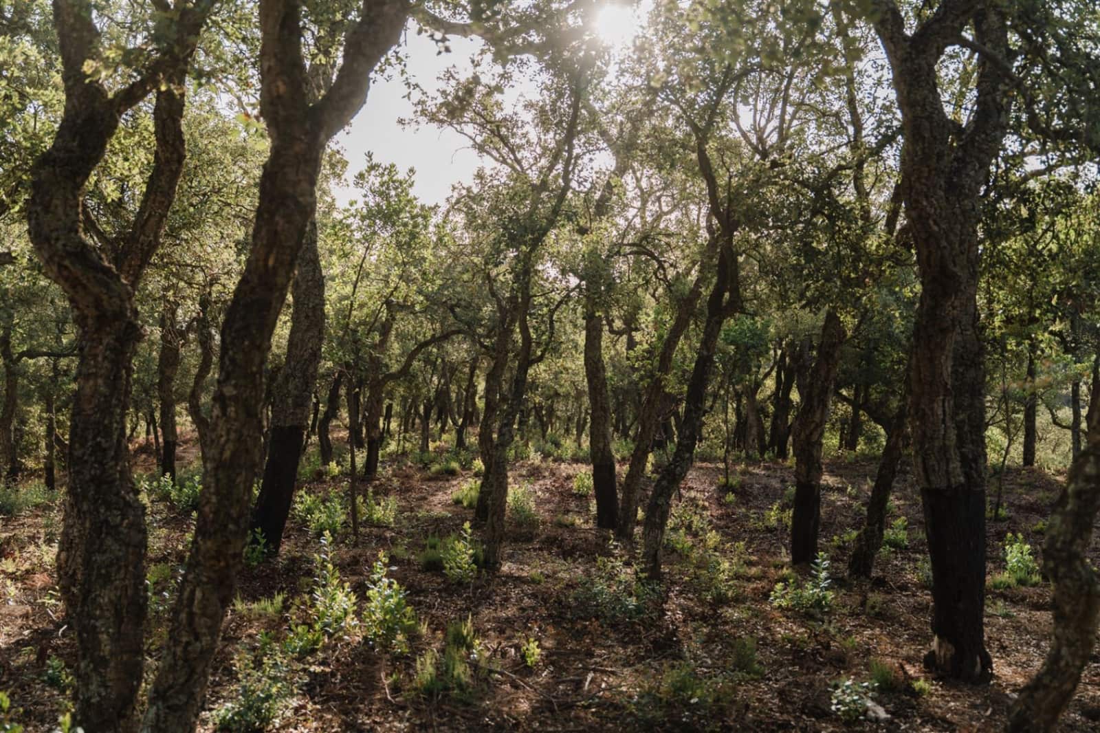 Ruin til salg i Cruilles Monells i Sant Sadurni de I'Heura - € 220.000 (Ref: 9112668)