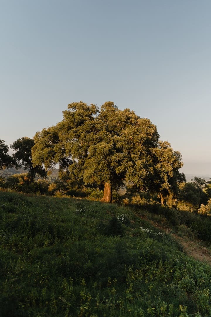 10 soveværelse Finca/Landehus til salg i Cruilles Monells i Sant Sadurni de I'Heura - € 765.000 (Ref: 9257653)