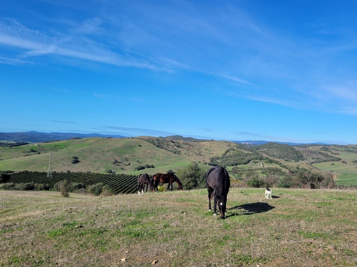 6 soveværelse Villa til salg i San Martin del Tesorillo med swimmingpool garage - € 1.900.000 (Ref: 9027368)