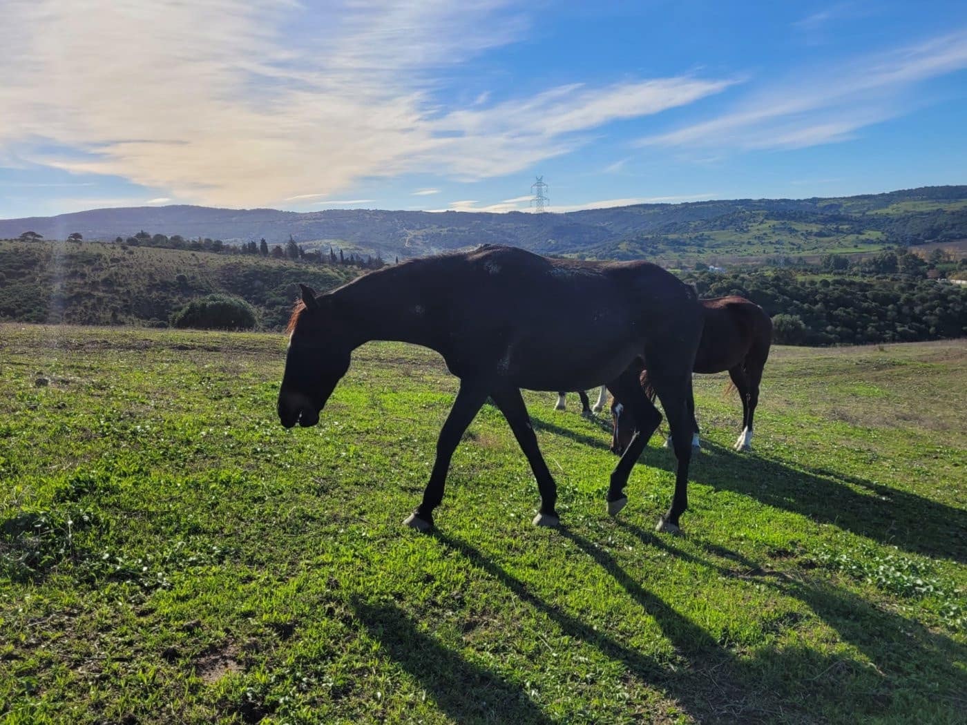 6 soveværelse Villa til salg i San Martin del Tesorillo med swimmingpool garage - € 1.900.000 (Ref: 9027368)