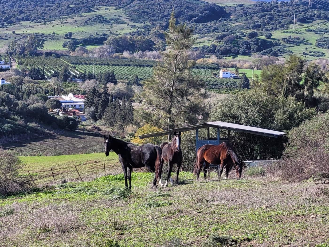 6 quarto Moradia para venda em San Martin del Tesorillo com piscina garagem - 1 900 000 € (Ref: 9027368)