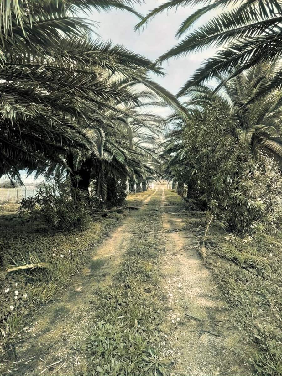 5 bedroom Finca/Country House for sale in Tarifa with pool garage - € 3,000,000 (Ref: 9771892)