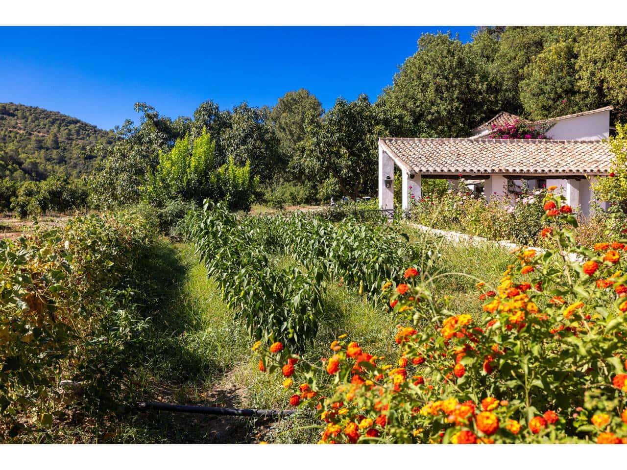 8 sypialnia Finka/Dom wiejski na sprzedaż w Gaucin z basenem garażem - 2 700 000 € (Ref: 10085372)