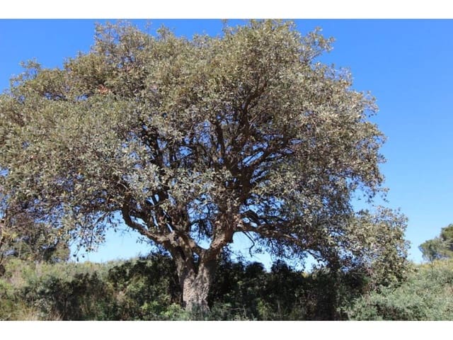 Terrain à Bâtir à vendre à Sotogrande, San Roque - 880 000 € (Ref: 6956752)