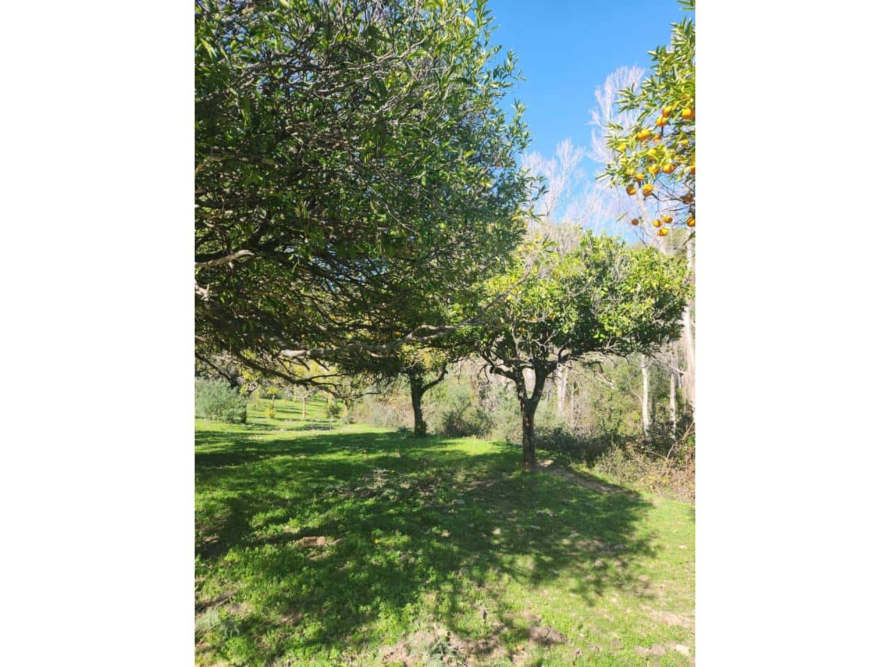 Ubebygd land til salgs i Gaucin - € 790 000 (Ref: 8093608)