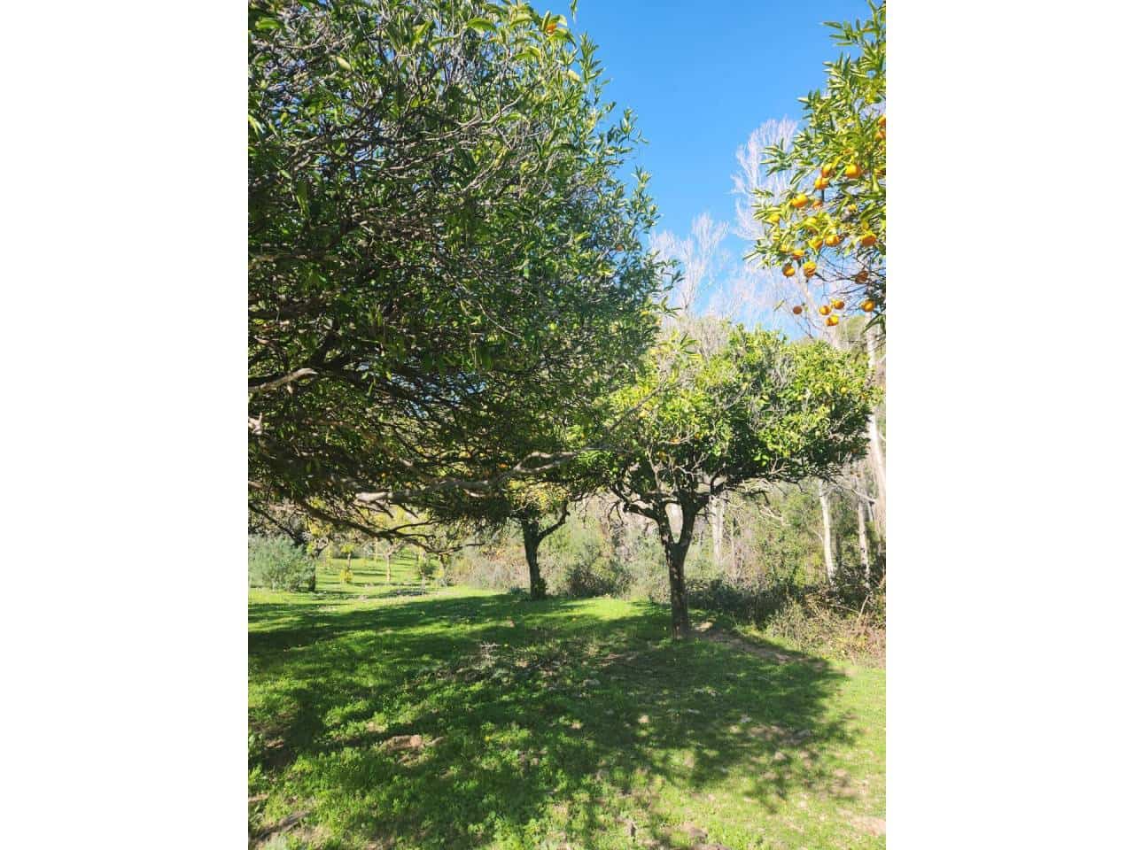 Ubebygd land til salgs i Gaucin - € 790 000 (Ref: 8093608)