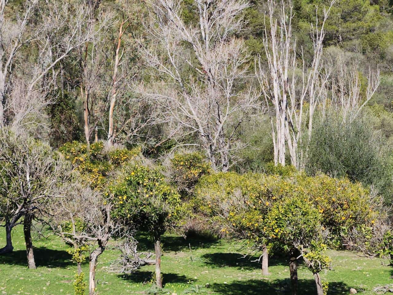 Ubebygd land til salgs i Gaucin - € 790 000 (Ref: 8093608)