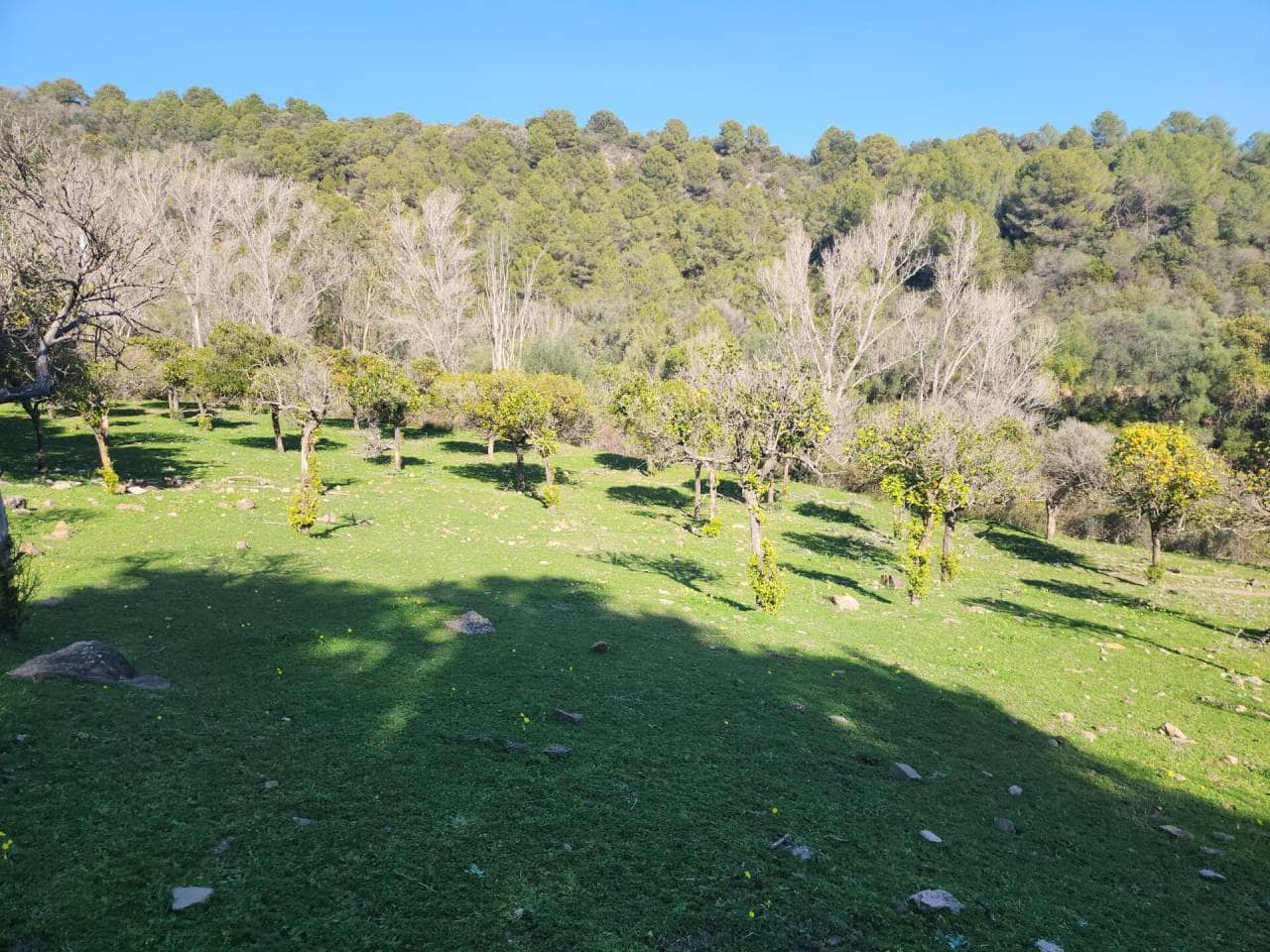 Ubebygd land til salgs i Gaucin - € 790 000 (Ref: 8093608)