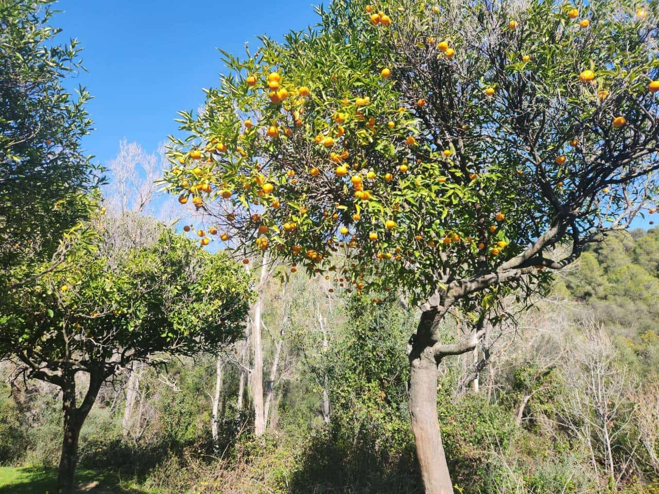 Ubebygd land til salgs i Gaucin - € 790 000 (Ref: 8093608)