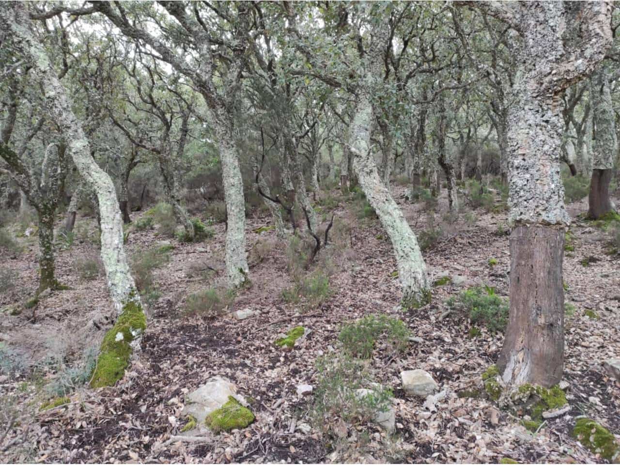 Grunde uden byggetilladelser til salg i Jimena de la Frontera - € 4.300.000 (Ref: 8590183)