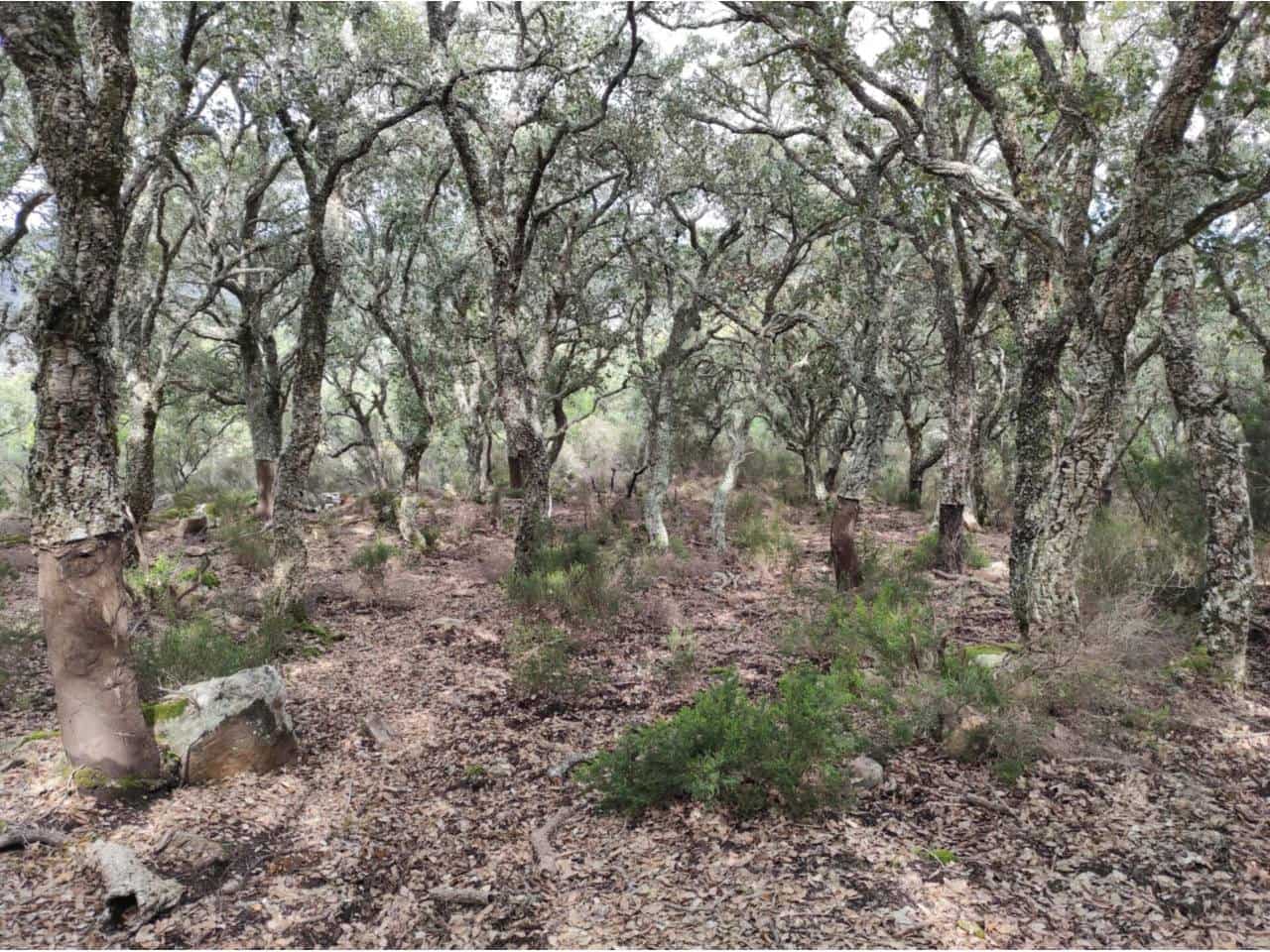 Grunde uden byggetilladelser til salg i Jimena de la Frontera - € 4.300.000 (Ref: 8590183)