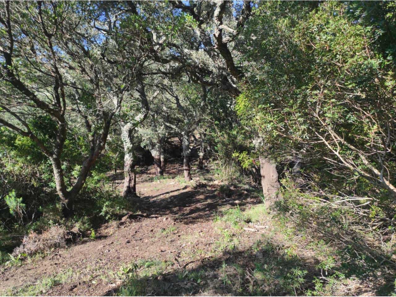 Grunde uden byggetilladelser til salg i Jimena de la Frontera - € 4.300.000 (Ref: 8590183)