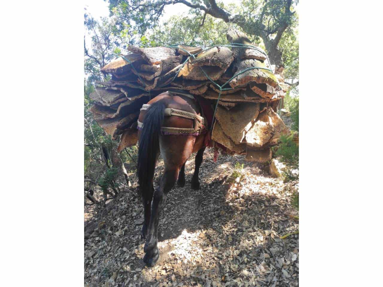 Grunde uden byggetilladelser til salg i Jimena de la Frontera - € 4.300.000 (Ref: 8590183)