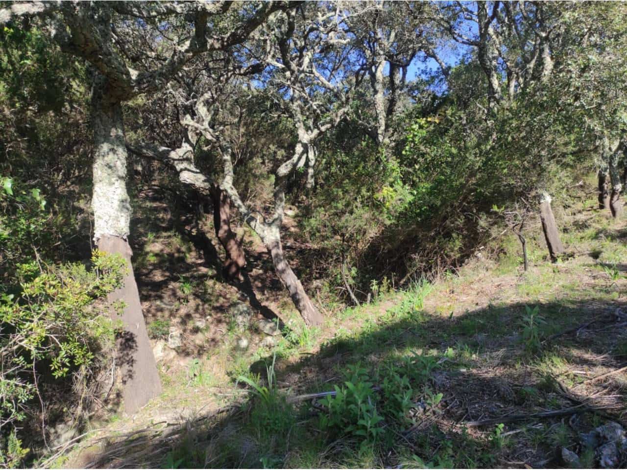 Grunde uden byggetilladelser til salg i Jimena de la Frontera - € 4.300.000 (Ref: 8590183)